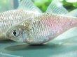 画像2: 特価　銀鱗ヤリタナゴ　（約6〜7cm）　琵琶湖水系産　３匹セット