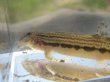 画像1: ニシシマドジョウ　（中）　三方五湖水系産