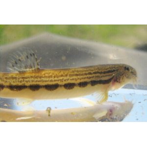画像: ニシシマドジョウ　（やや大）　三方五湖水系産