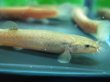 画像3: ホトケドジョウ　（約4〜5cm）　福島産　３匹セット