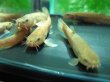 画像2: ホトケドジョウ　（約4〜5cm）　福島産　３匹セット