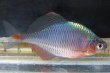 画像3: タイリクバラタナゴ　（大）　徳島産　１ペア