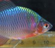 画像2: タイリクバラタナゴ　（大）　徳島産　１ペア