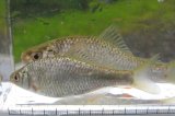 画像: 特価　銀鱗ヤリタナゴ　（約8〜9cm）　琵琶湖水系産