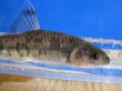 画像16: 特価　ビワヒガイ　（大）　琵琶湖産　３ペア