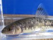 画像2: 特価　ビワヒガイ　（大）　琵琶湖産　３ペア
