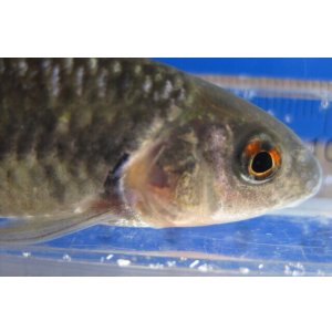 画像: 特価　ビワヒガイ　（大）　琵琶湖産　３ペア