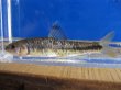 画像3: 特価　ビワヒガイ　（大）　琵琶湖産　３ペア