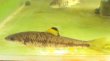 画像4: ビワヒガイ　（特大）　琵琶湖産　１ペア