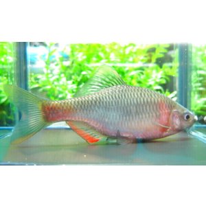 画像: ヤリタナゴ　（約7〜8cm）　福岡産　1ペア