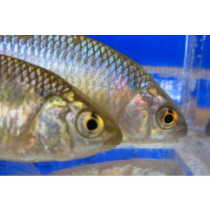 画像: 特価　カネヒラ　（約6〜7cm）　琵琶湖水系産　３匹