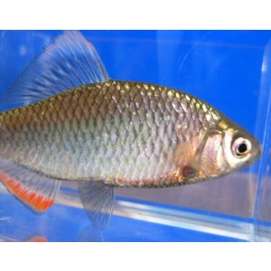 画像: ヤリタナゴ　（大）　徳島産　１ペア