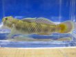 画像4: トウヨシノボリ　三方五湖水系産　４匹セット