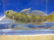 画像5: トウヨシノボリ　三方五湖水系産　４匹セット