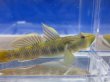 画像3: トウヨシノボリ　三方五湖水系産　４匹セット