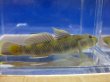 画像2: トウヨシノボリ　三方五湖水系産　４匹セット