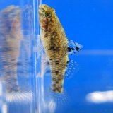 画像: ヒナハゼ　３匹セット