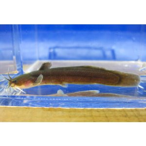 画像: アカザ (小) 京都産