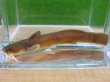 画像2: アカザ　（やや大）　徳島産
