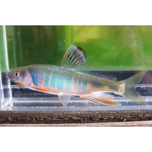 画像: オイカワ　（大・婚姻色）　徳島産　１ペア
