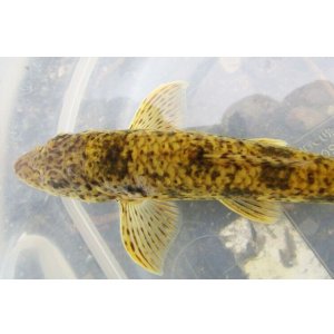 画像: カマツカ (巨大) 兵庫産