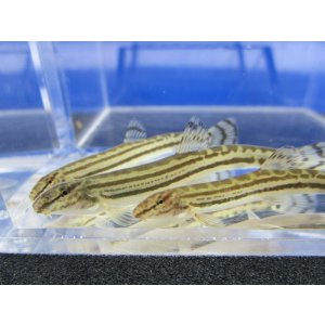 画像: チュウガタスジシマドジョウ　（約6〜7cm）　兵庫産　３匹