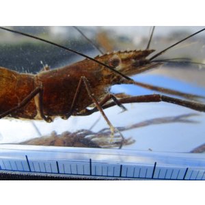 画像: テナガエビ (やや大:片手欠損)