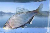 画像: シロヒレタビラ　（婚姻色：大）　琵琶湖産　１ペア