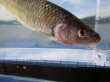 画像13: ビワヒガイ　（約9〜10cm）　琵琶湖産