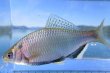 画像3: シロヒレタビラ　（婚姻色：大：尾びれ一部欠損）　琵琶湖産　１ペア