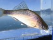 画像5: シロヒレタビラ　（婚姻色：大：尾びれ一部欠損）　琵琶湖産　１ペア