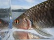 画像11: ビワヒガイ　（約9〜10cm）　琵琶湖産