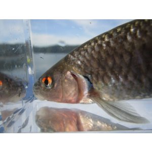 画像: ビワヒガイ　（大）　琵琶湖産　１ペア