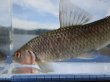 画像12: ビワヒガイ　（約9〜10cm）　琵琶湖産