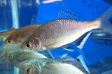 画像: シロヒレタビラ　（約5〜6cm）　岡山産　♂♀♀３匹
