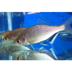 画像: シロヒレタビラ　（約5〜6cm）　岡山産　♂♀♀３匹