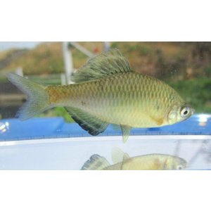 画像: アブラボテ　（約5〜６cm）　岡山産　♂♀♀３匹