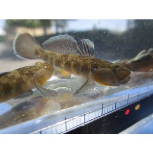 画像: ビワヨシノボリ　琵琶湖産