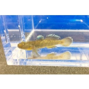 画像: ビワヨシノボリ　琵琶湖産　３匹セット