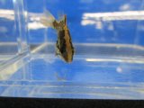 画像: オヤニラミ　（仔）　和歌山産　３匹セット