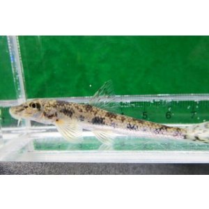 画像: カマツカ (中) 兵庫産