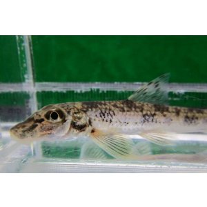 画像: カマツカ (中) 兵庫産 3匹セット