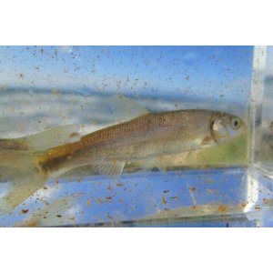 画像: ウグイ　（約5〜6cm）　道北産　５匹セット