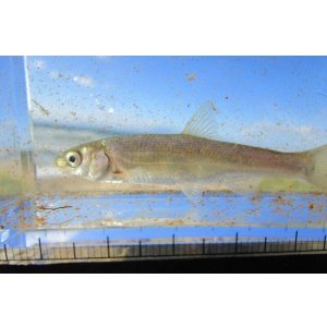 画像: ウグイ　（約5〜6cm）　道北産　２匹