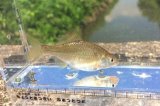 画像: カネヒラ　（小）　琵琶湖水系産　３匹