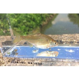 画像: カネヒラ　（小）　琵琶湖水系産　３匹