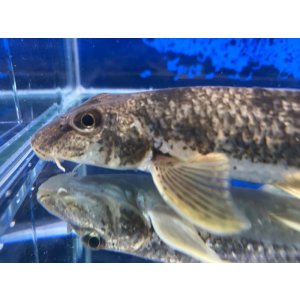 画像: カマツカ (大) 兵庫産