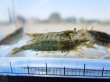 画像3: ミナミヌマエビ　（中〜大）　３０匹