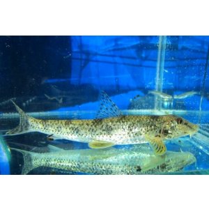 画像: カマツカ (特大) 兵庫産 3匹セット