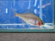 画像6: 透明鱗タイリクバラタナゴ　♀